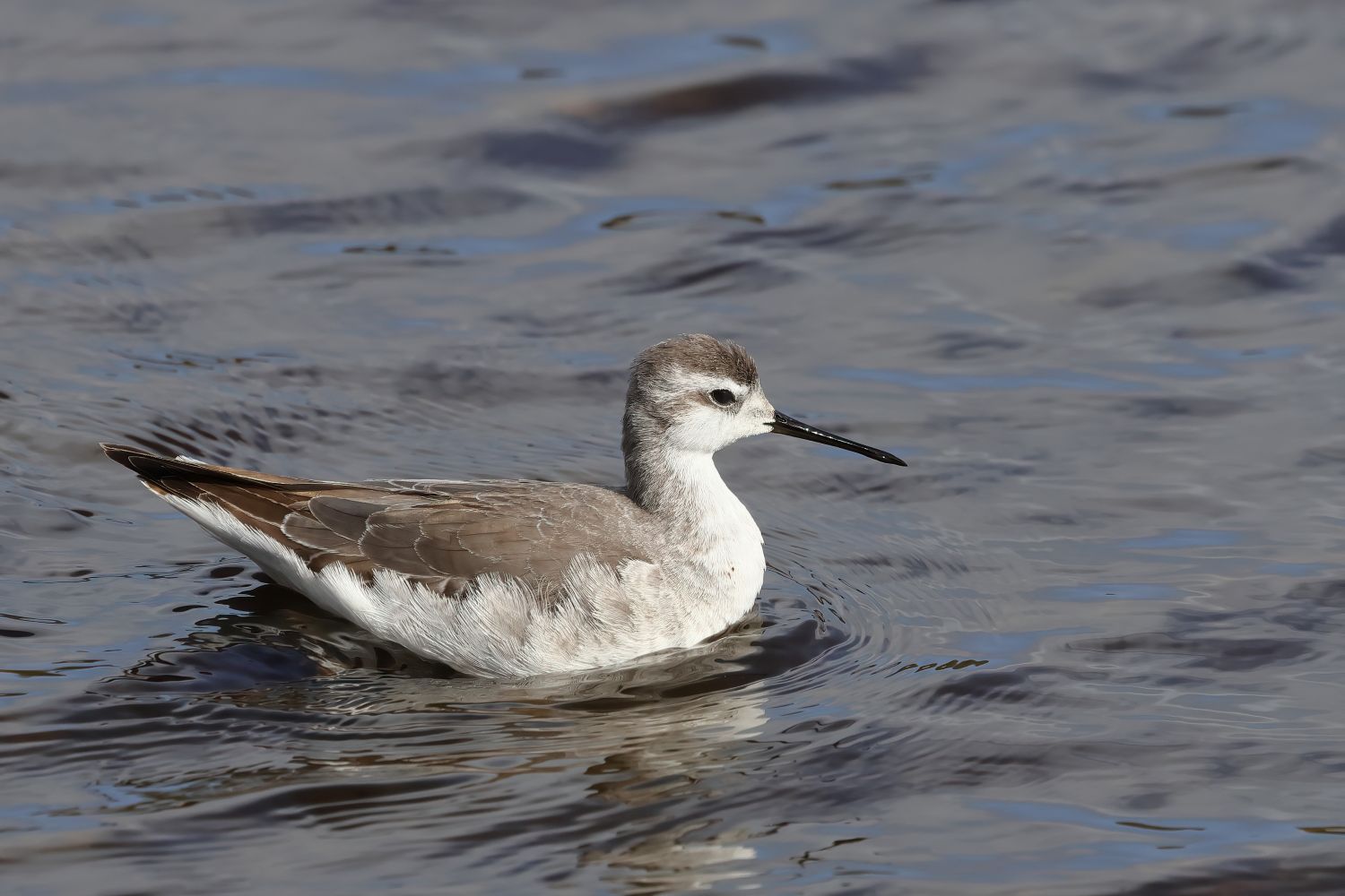 Wilson's Phalarope