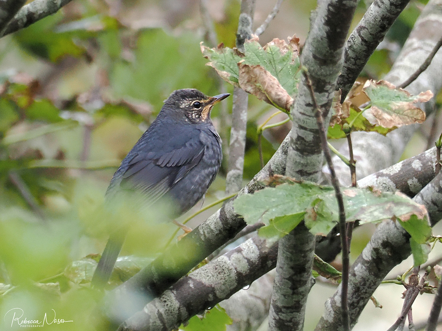 Siberian Thrush