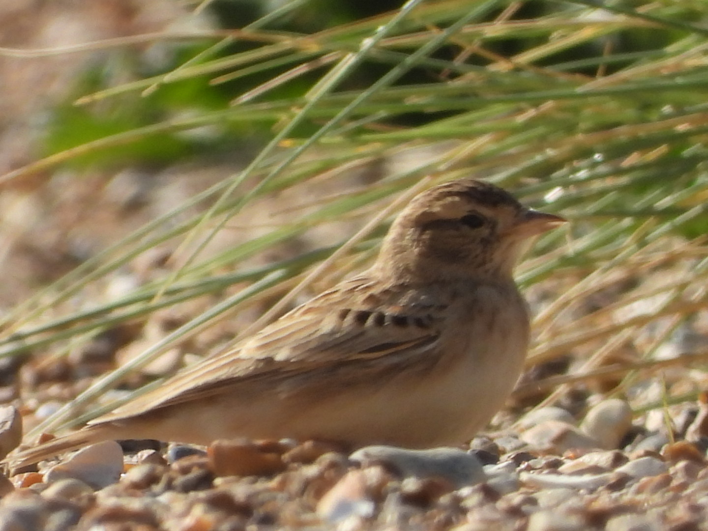 Short-toed Lark