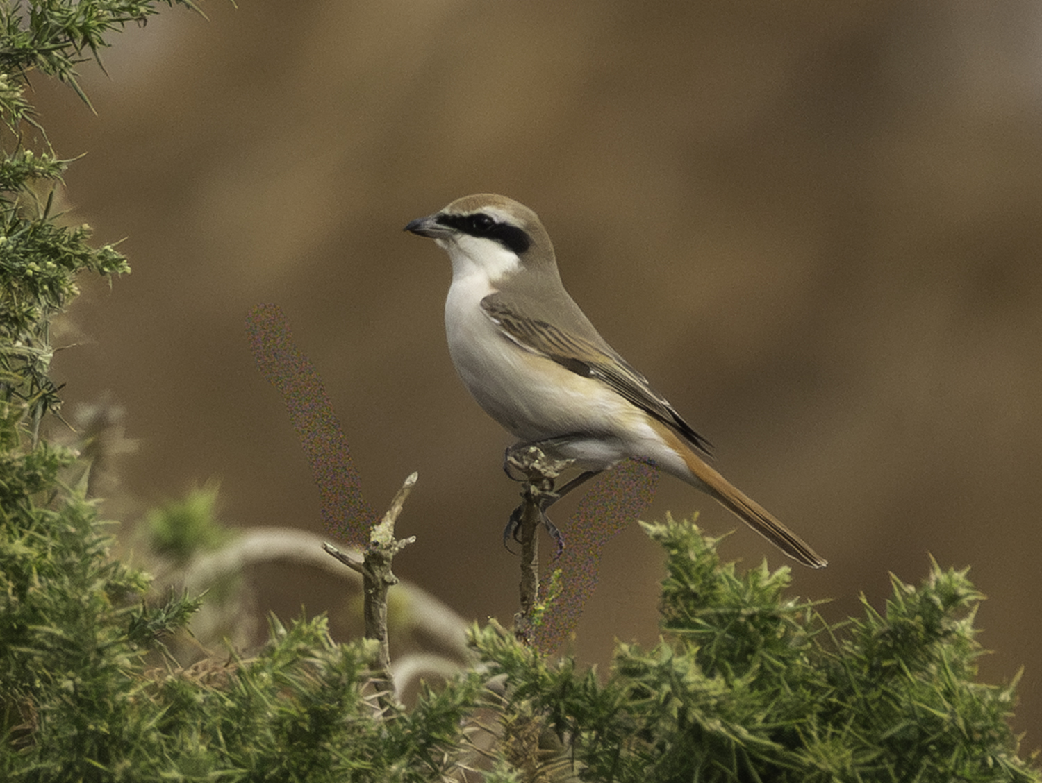 Turkestan Shrike
