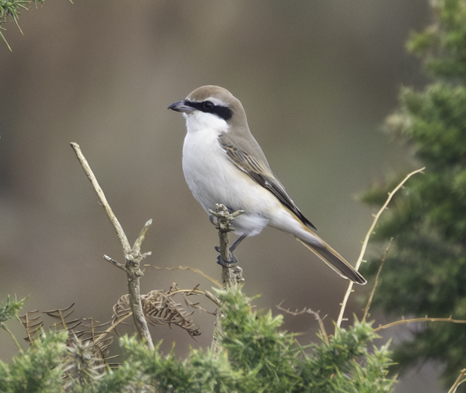 Turkestan Shrike