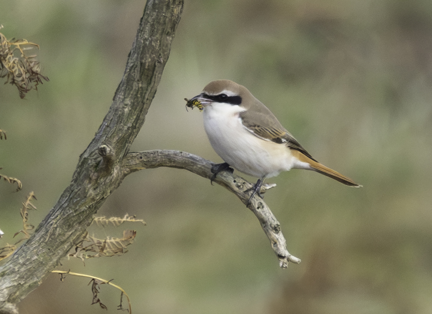 Turkestan Shrike