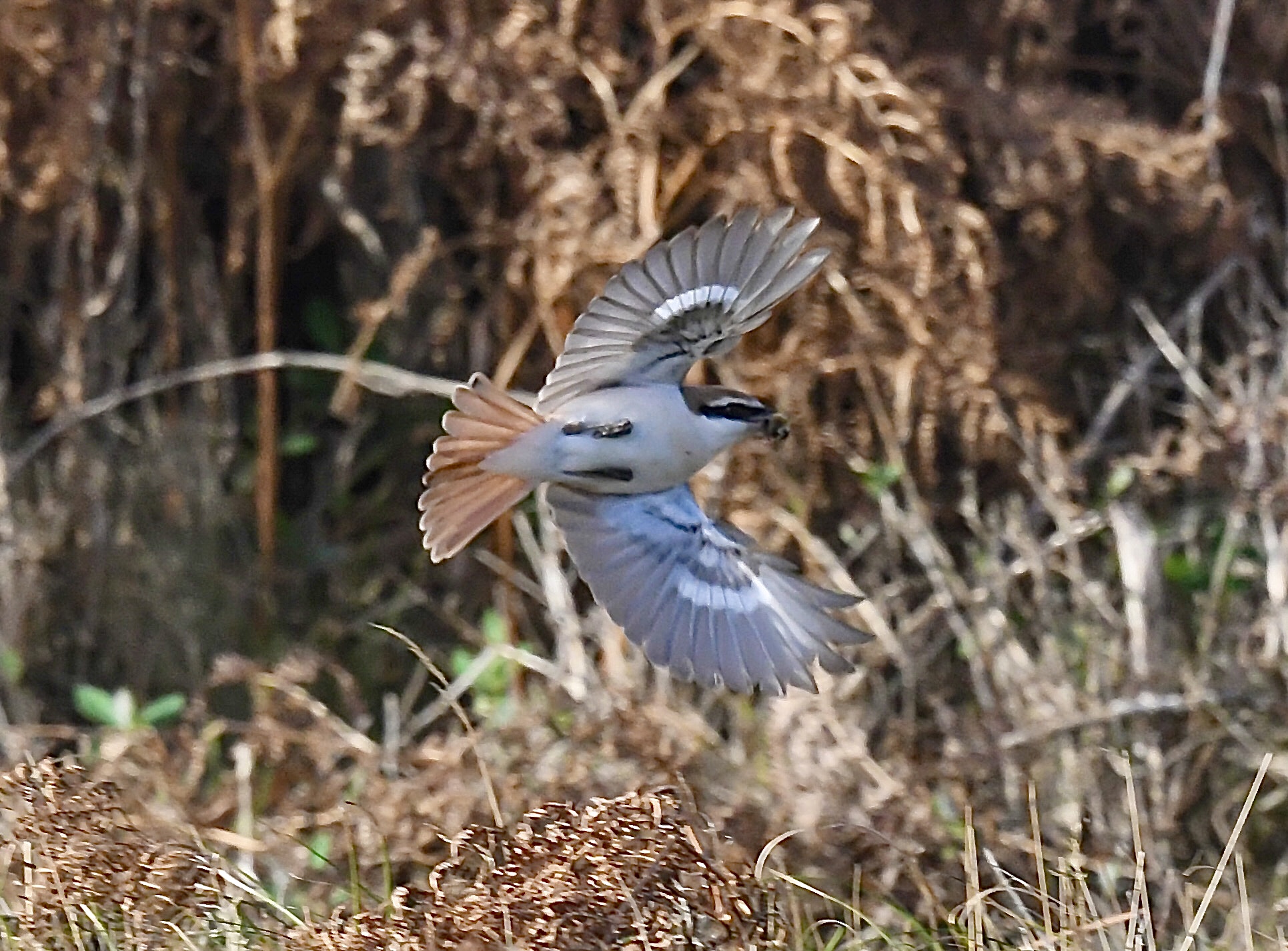 Turkestan Shrike