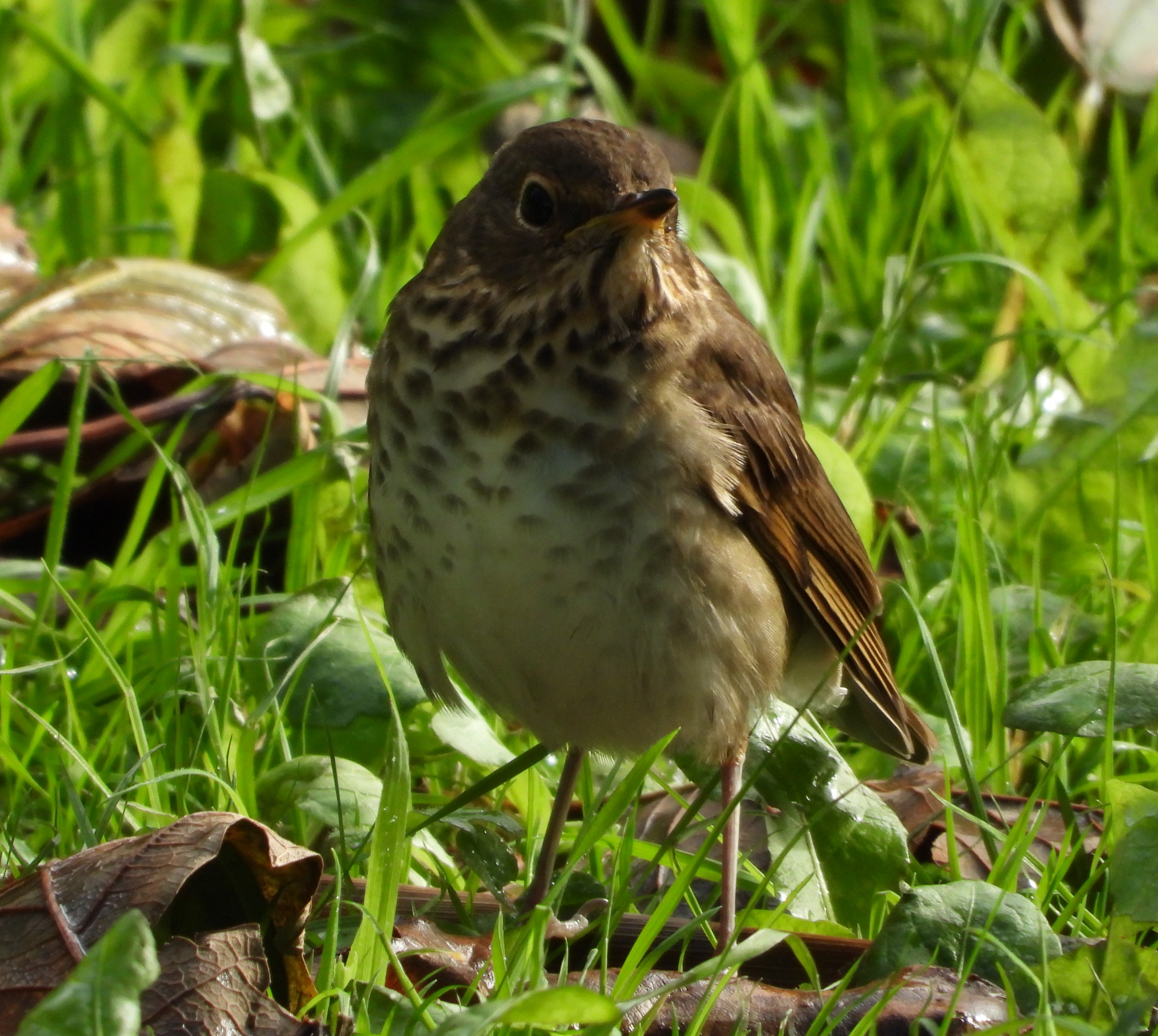 Swainson's Thrush