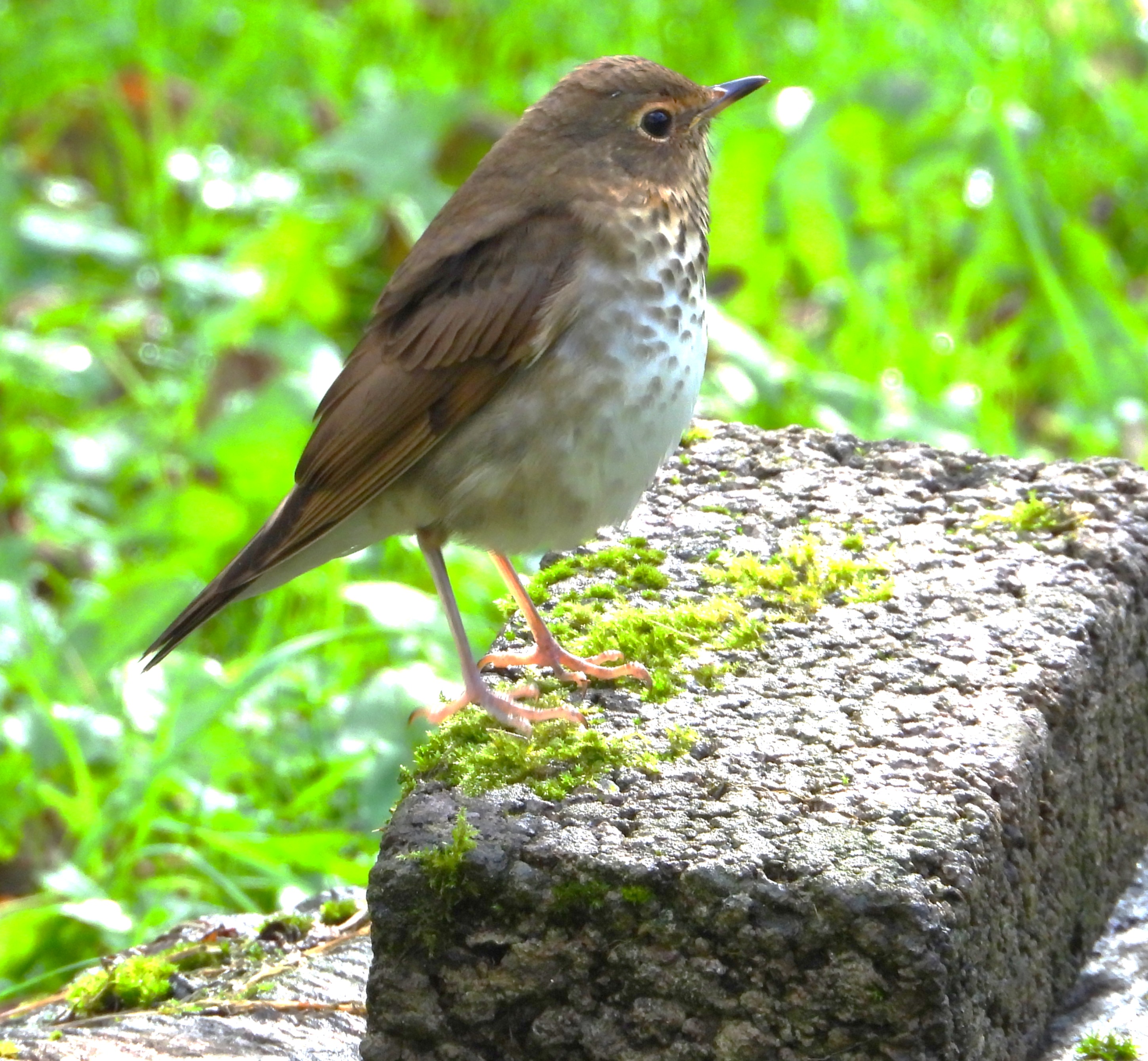Swainson's Thrush
