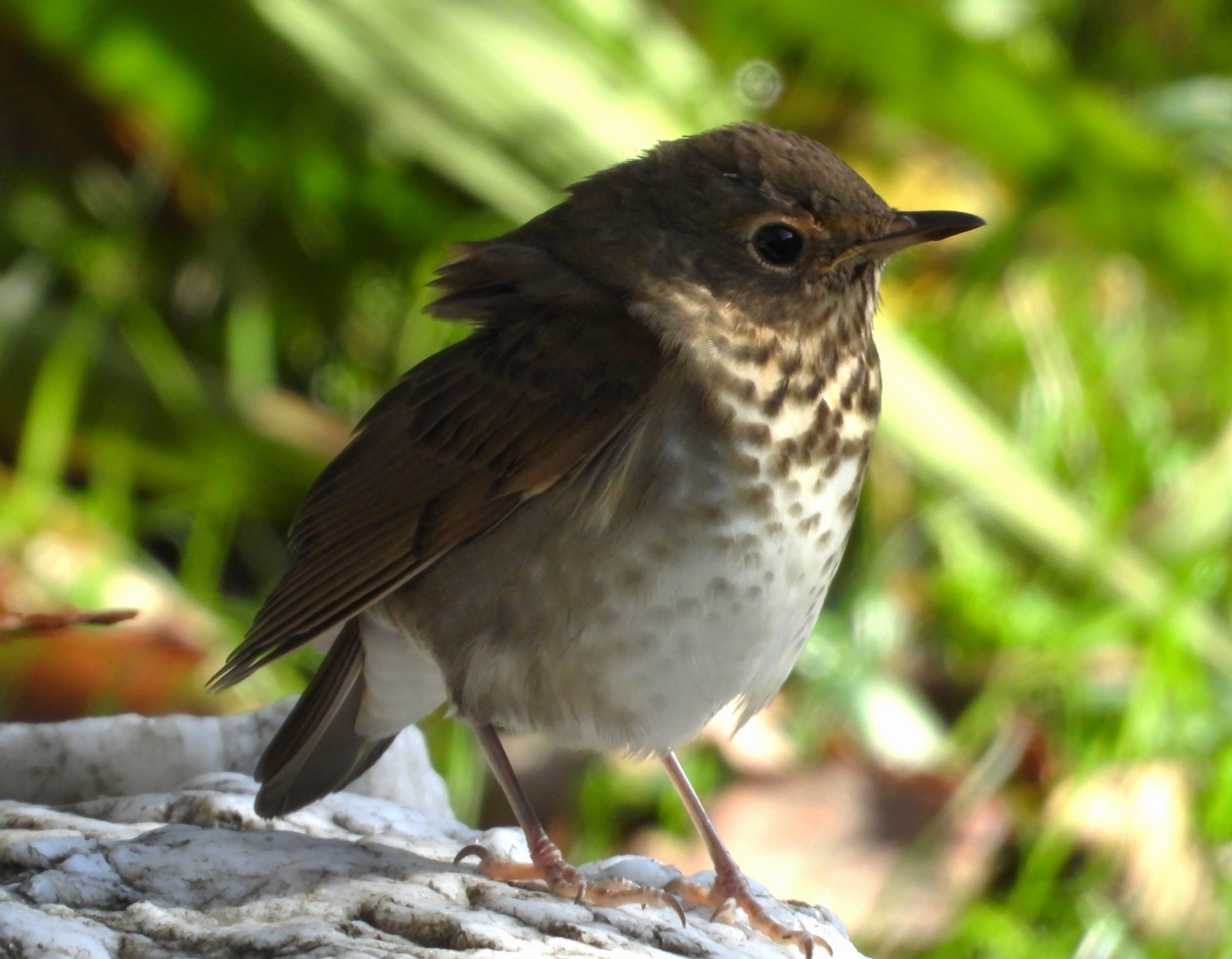 Swainson's Thrush