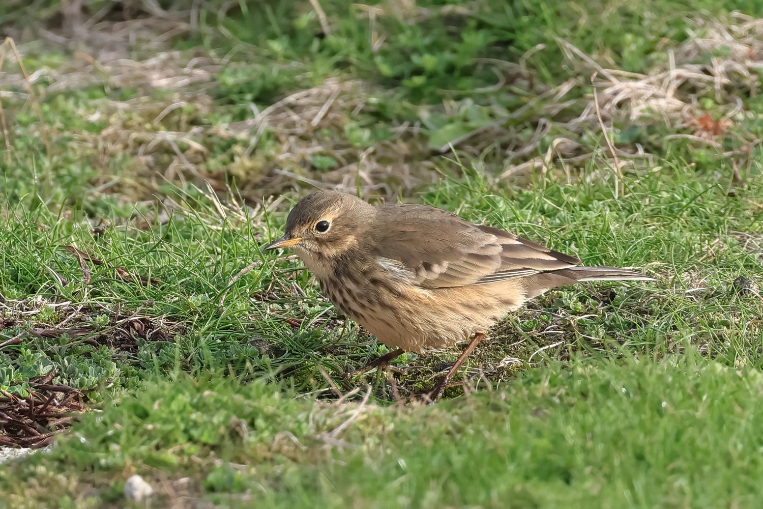 American Pipit