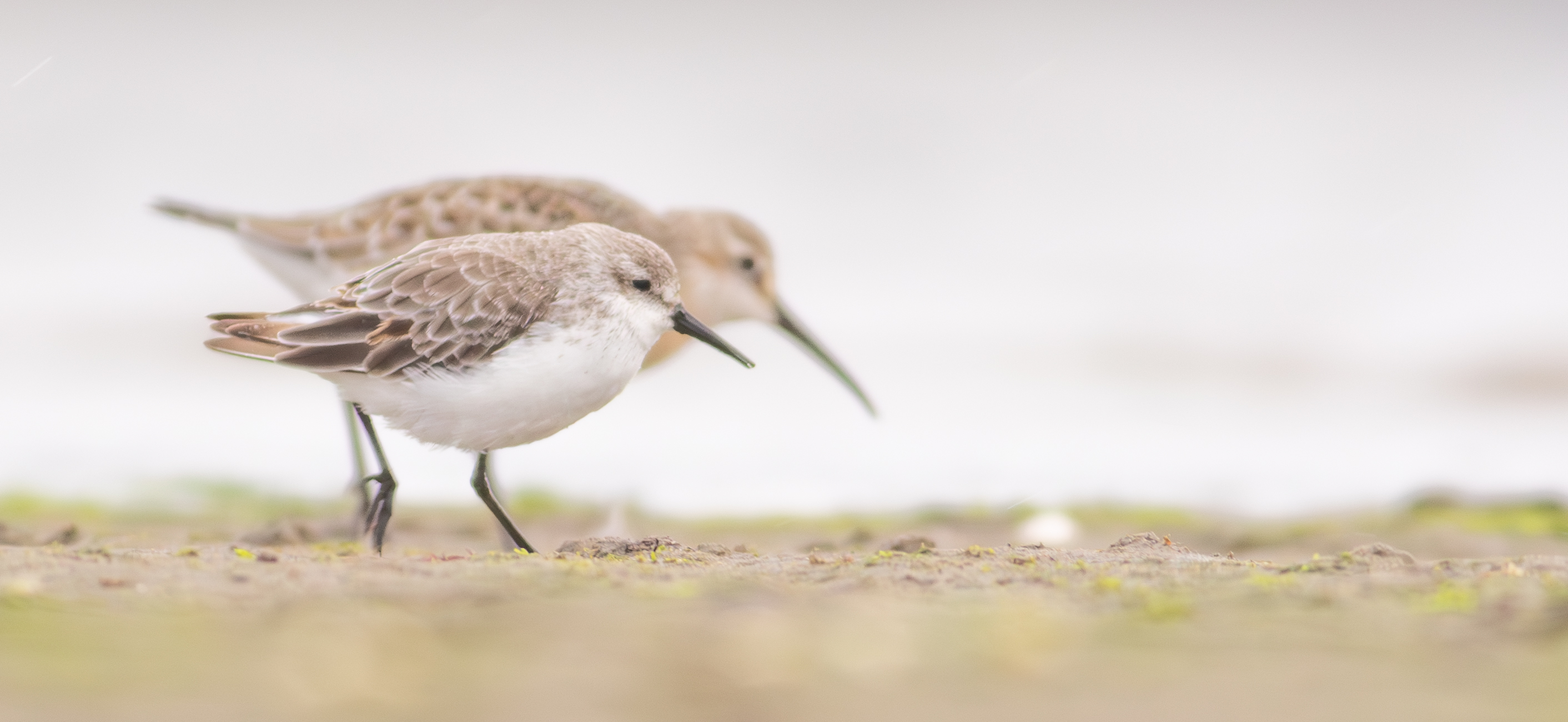 Western Sandpiper