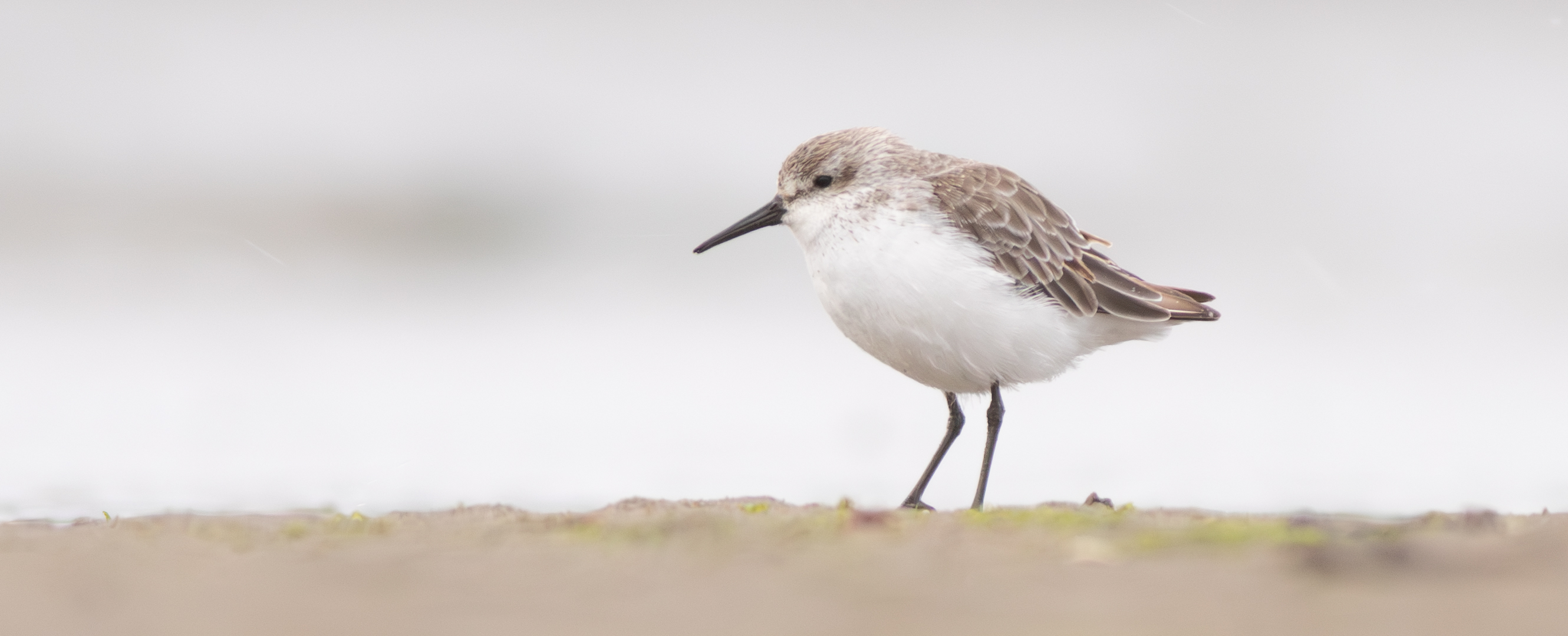 Western Sandpiper