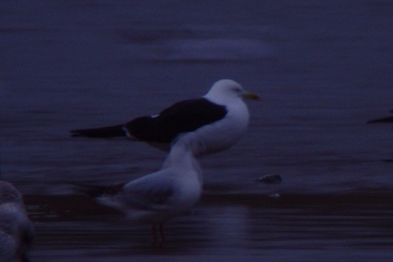 Presumed Baltic Gull