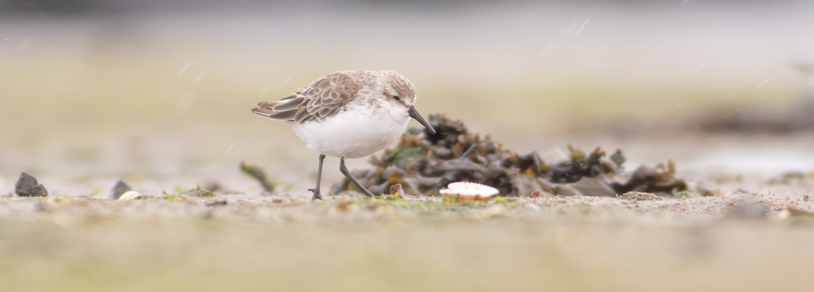 Western Sandpiper