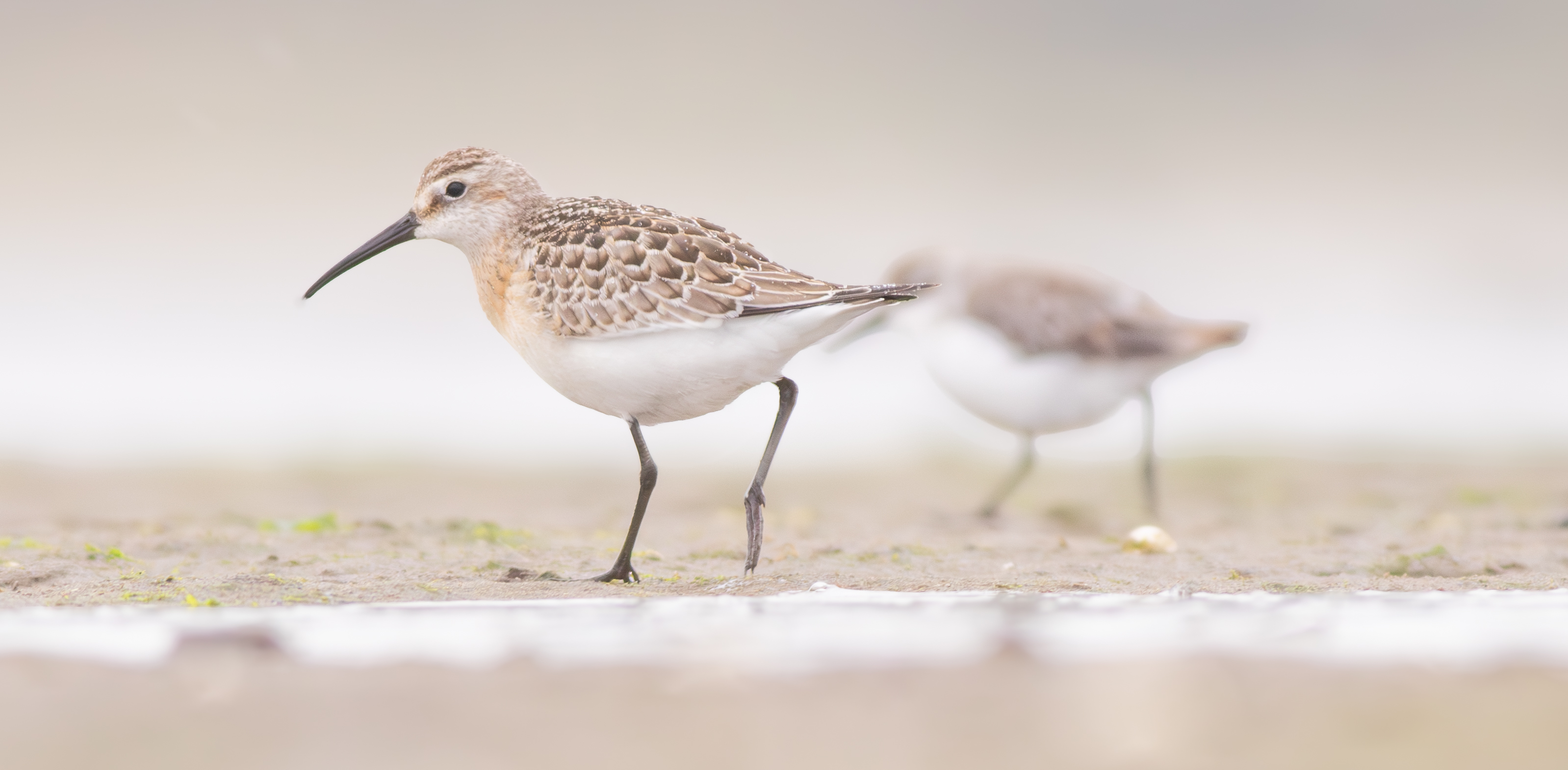 Curlew Sandpiper