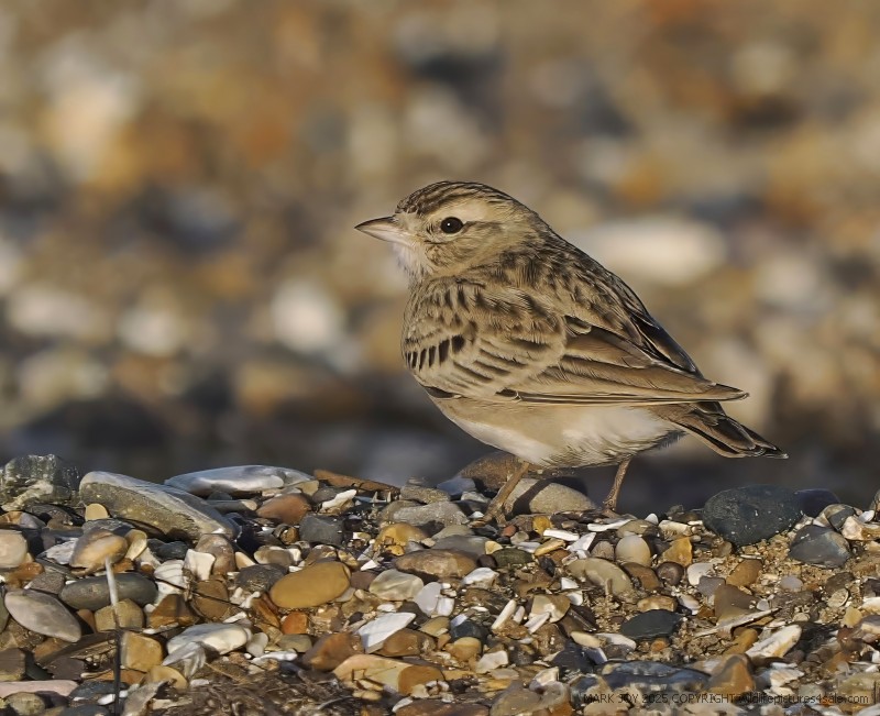 Short-toed Lark