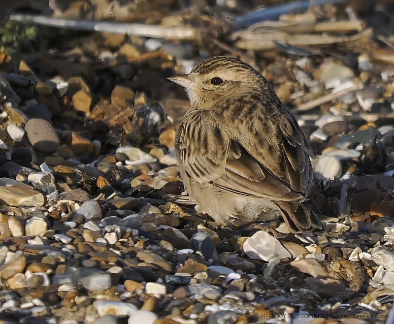 Short-toed Lark