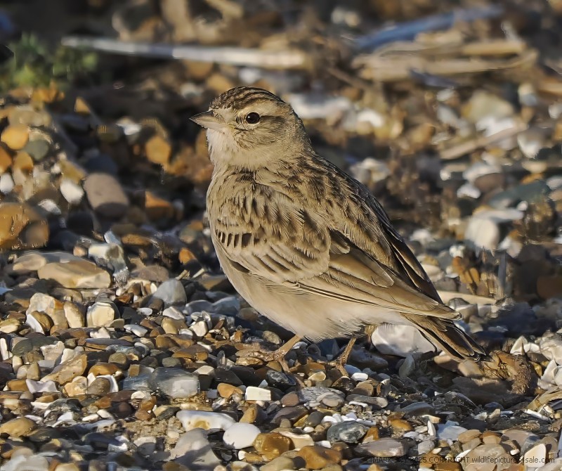 Short-toed Lark