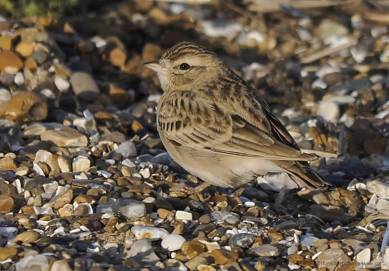 Short-toed Lark