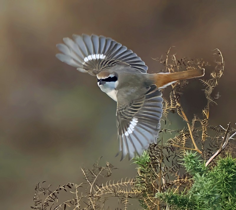 Turkestan Shrike
