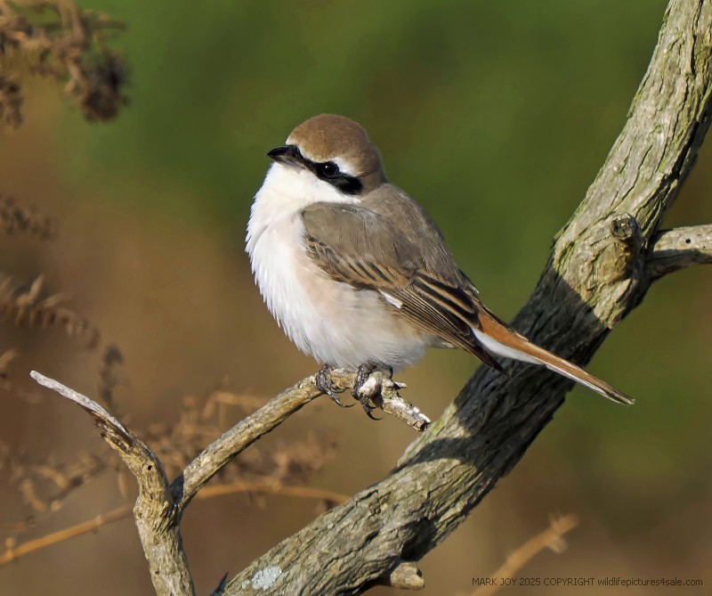 Turkestan Shrike
