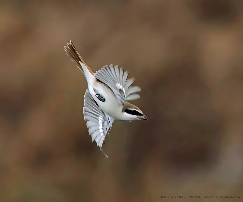Turkestan Shrike