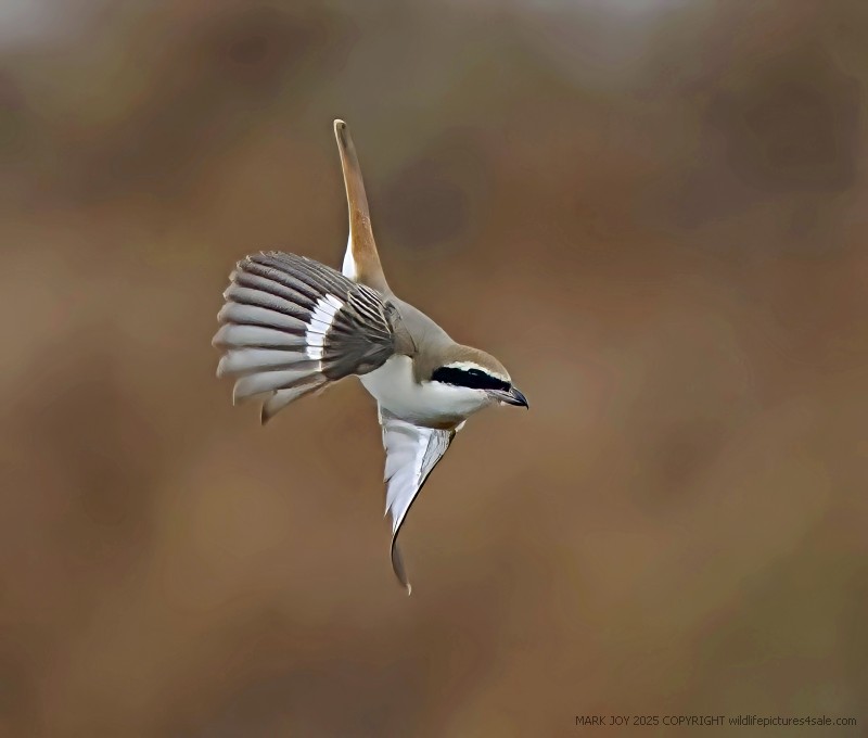 Turkestan Shrike