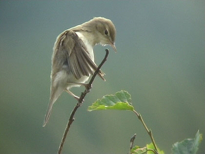 Booted Warbler