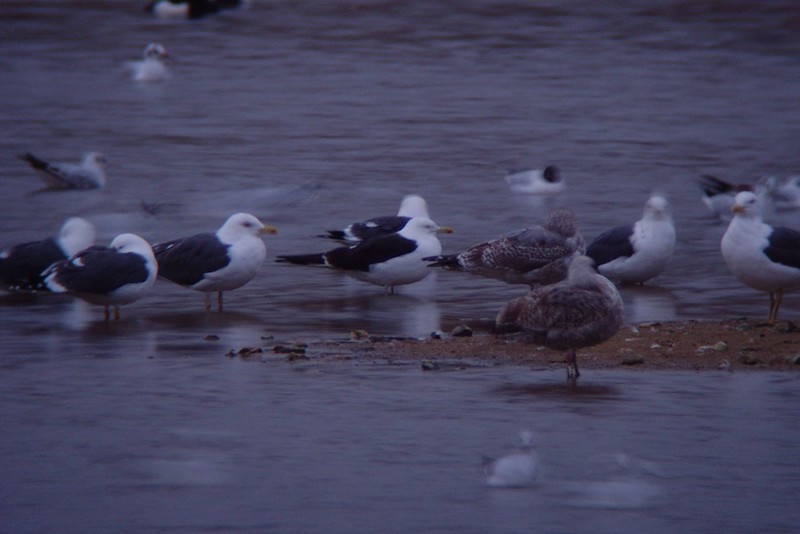 Presumed Baltic Gull