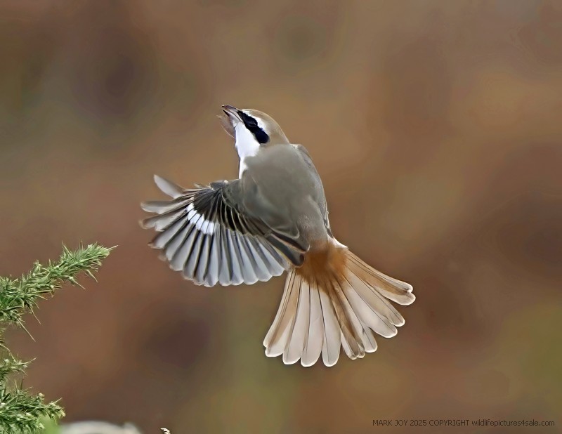 Turkestan Shrike