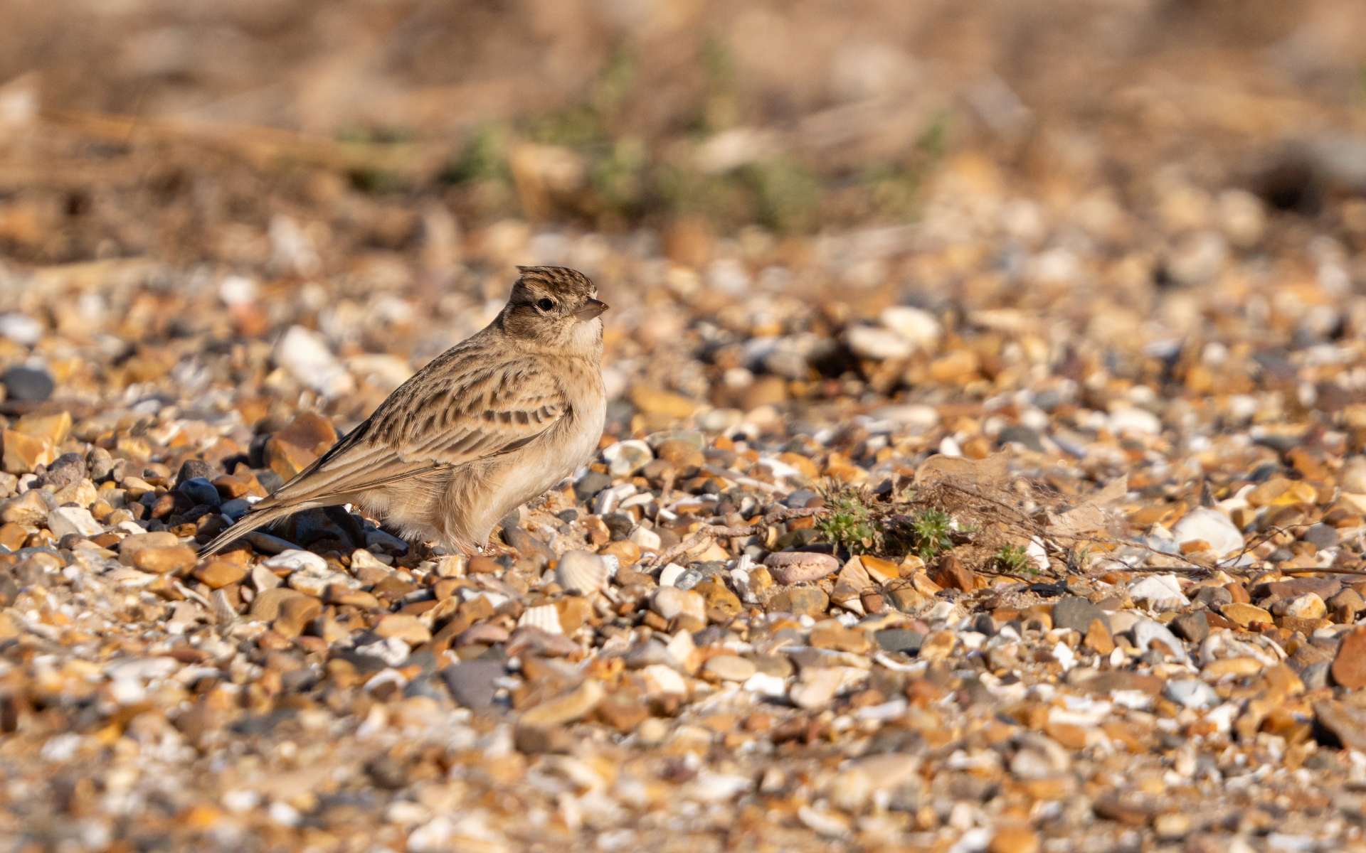 Short-toed Lark