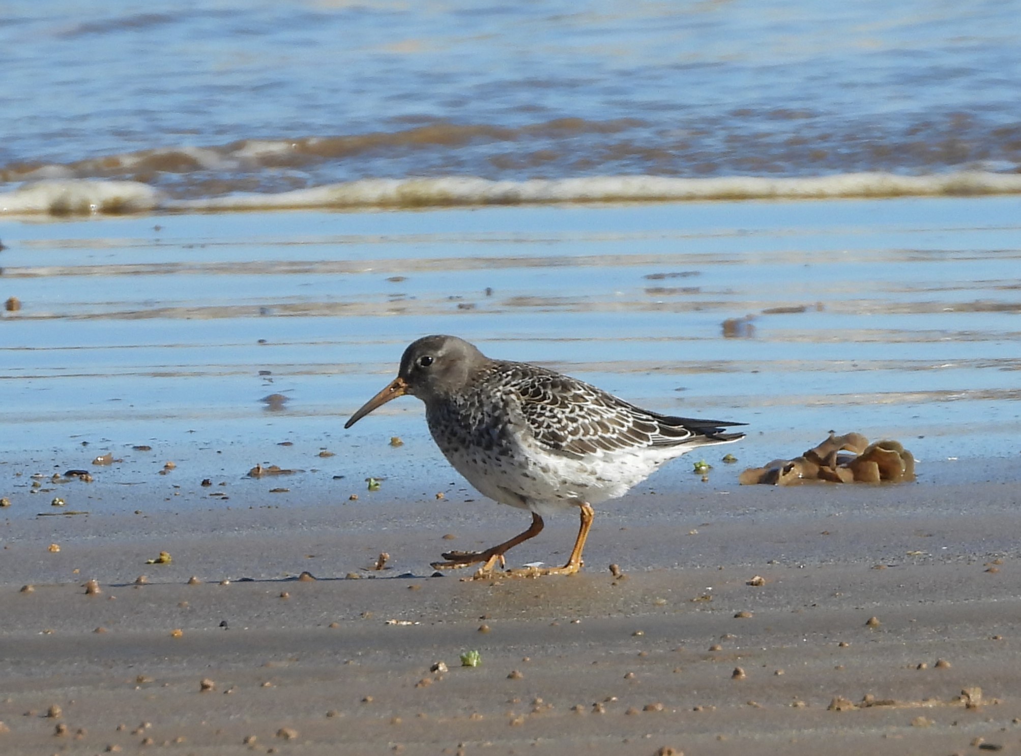 Purple Sandpiper