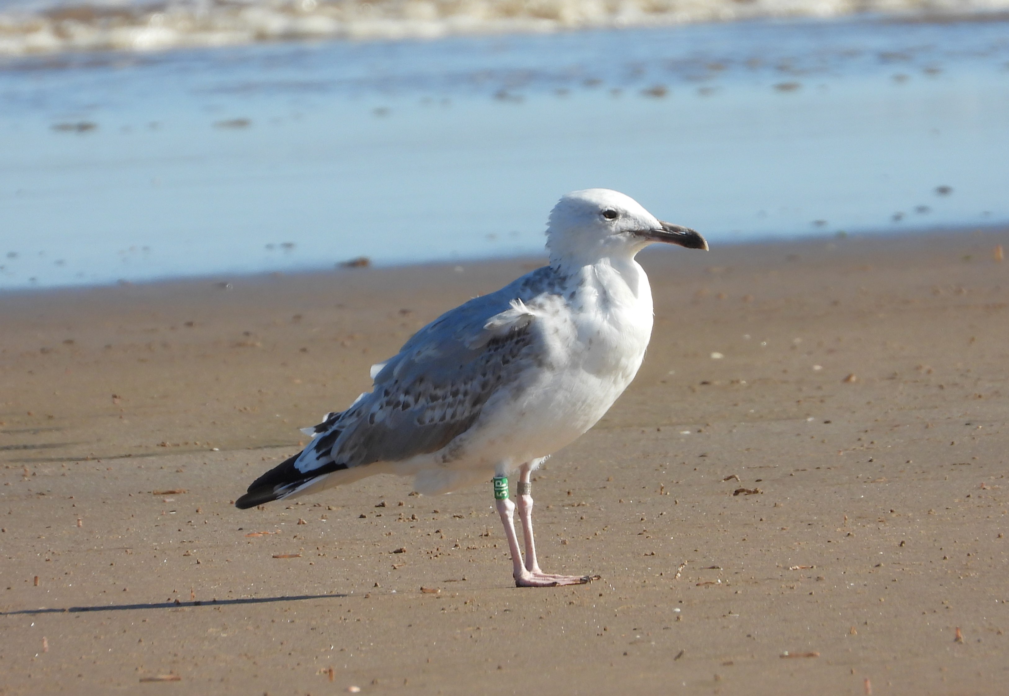 Caspian Gull
