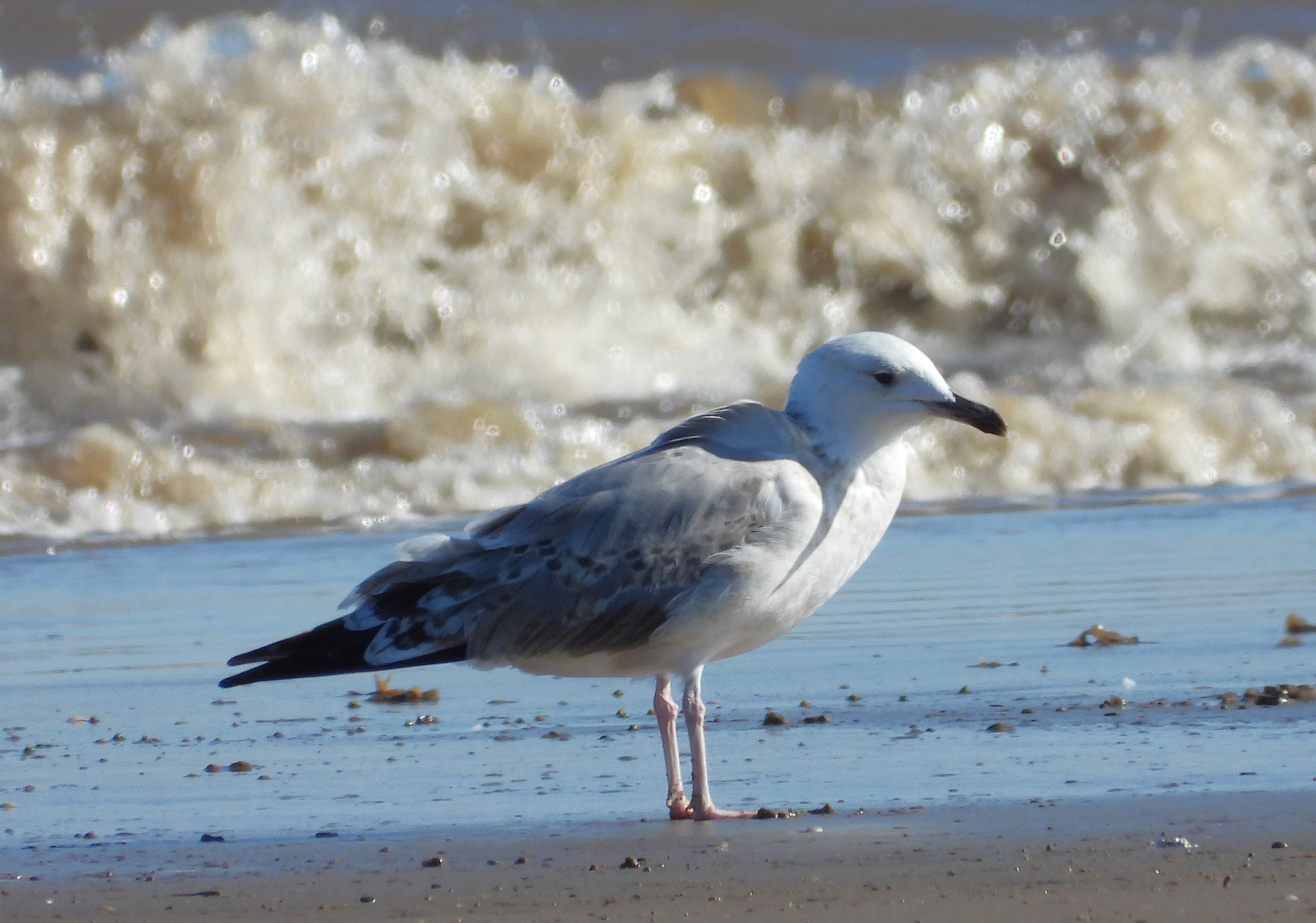 Caspian Gull