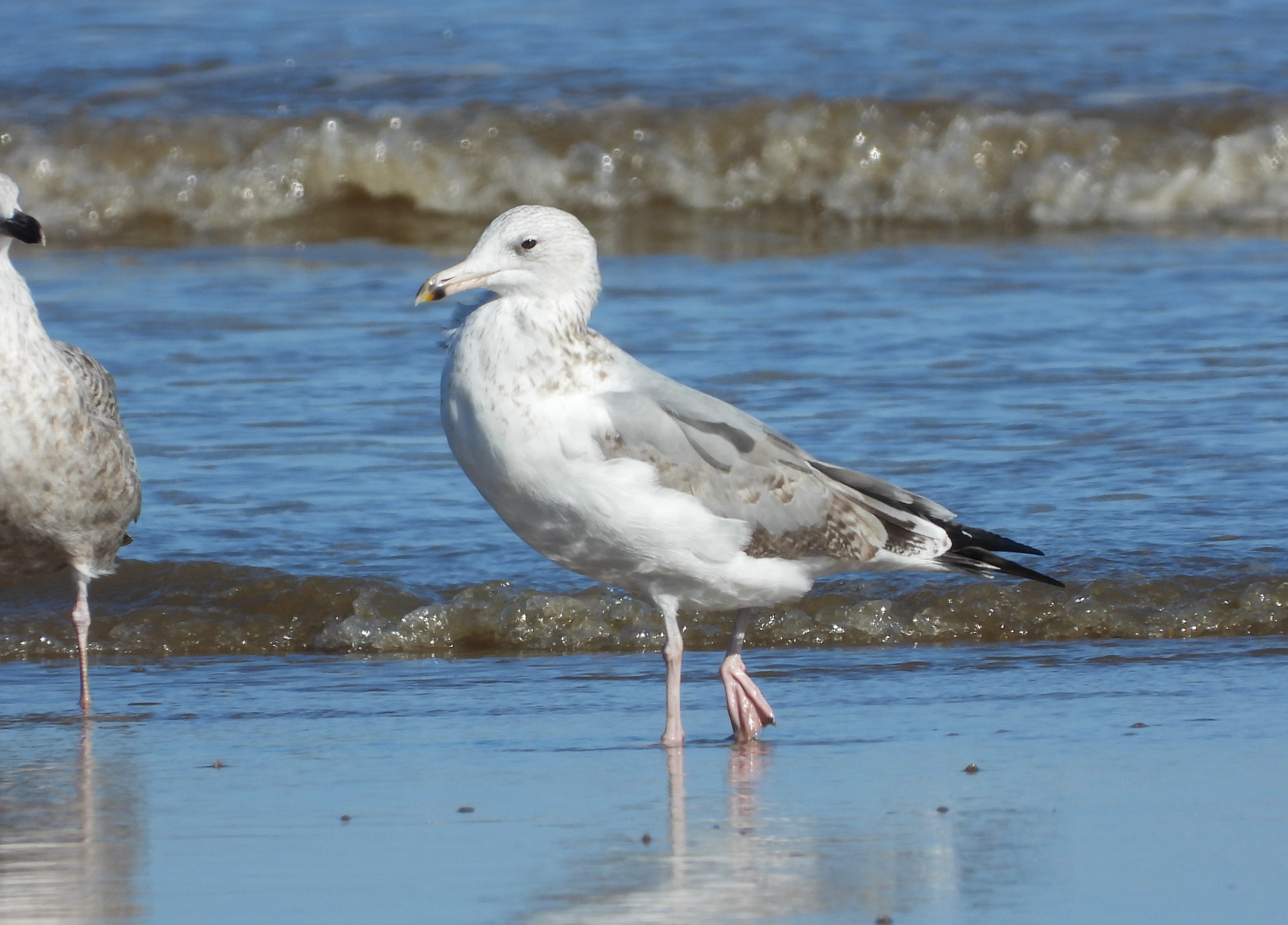 Caspian Gull