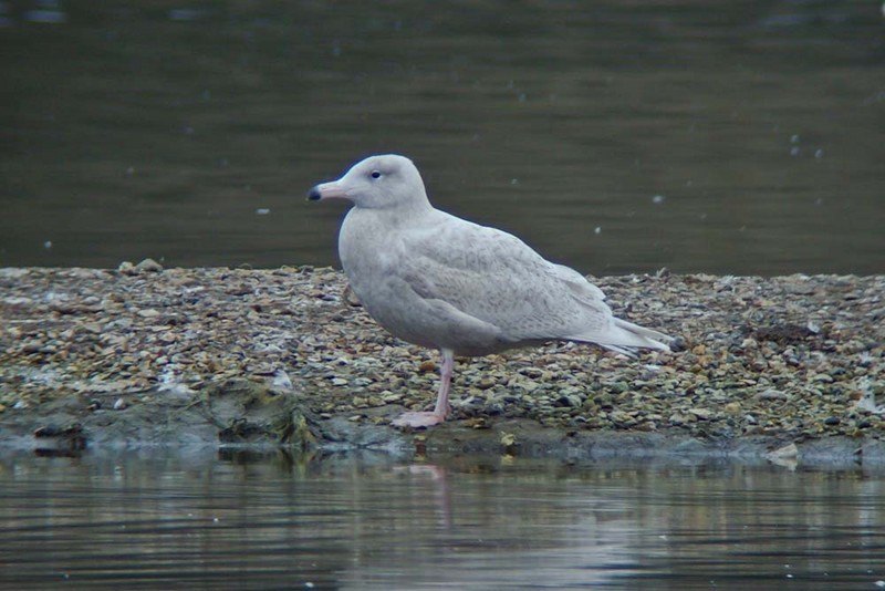 Glaucous Gull