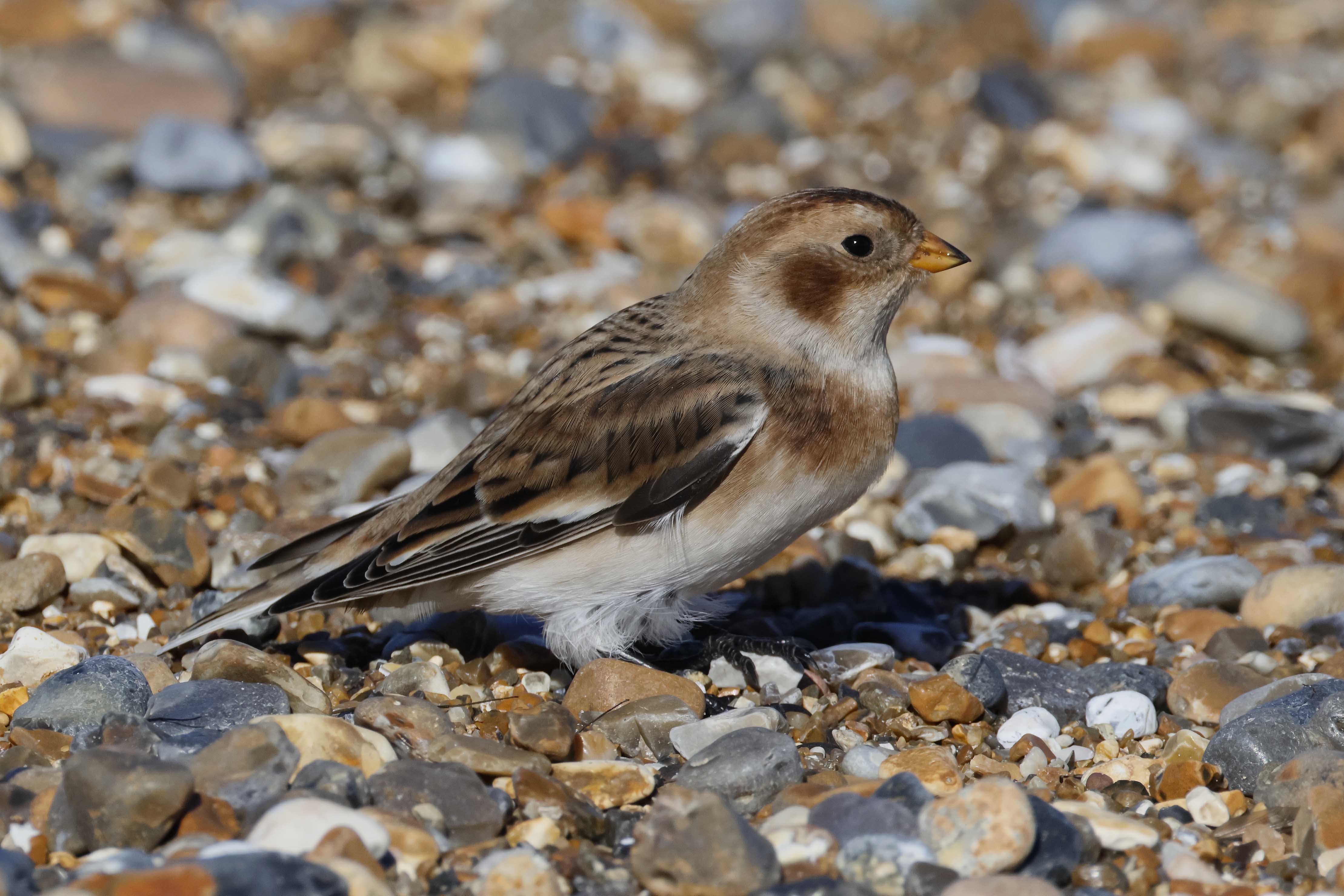 Snow Bunting 