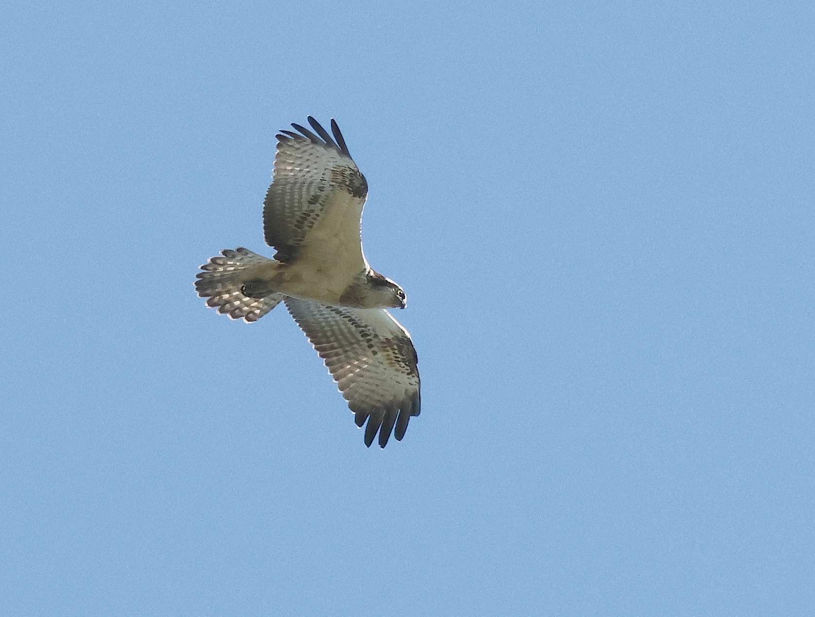Osprey