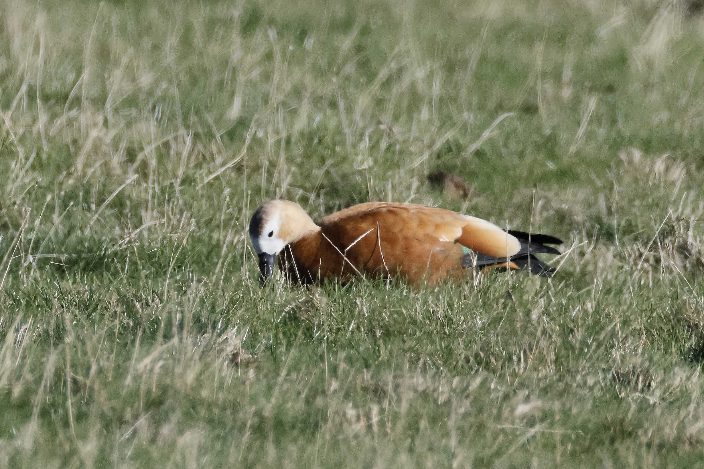 Ruddy Shelduck 