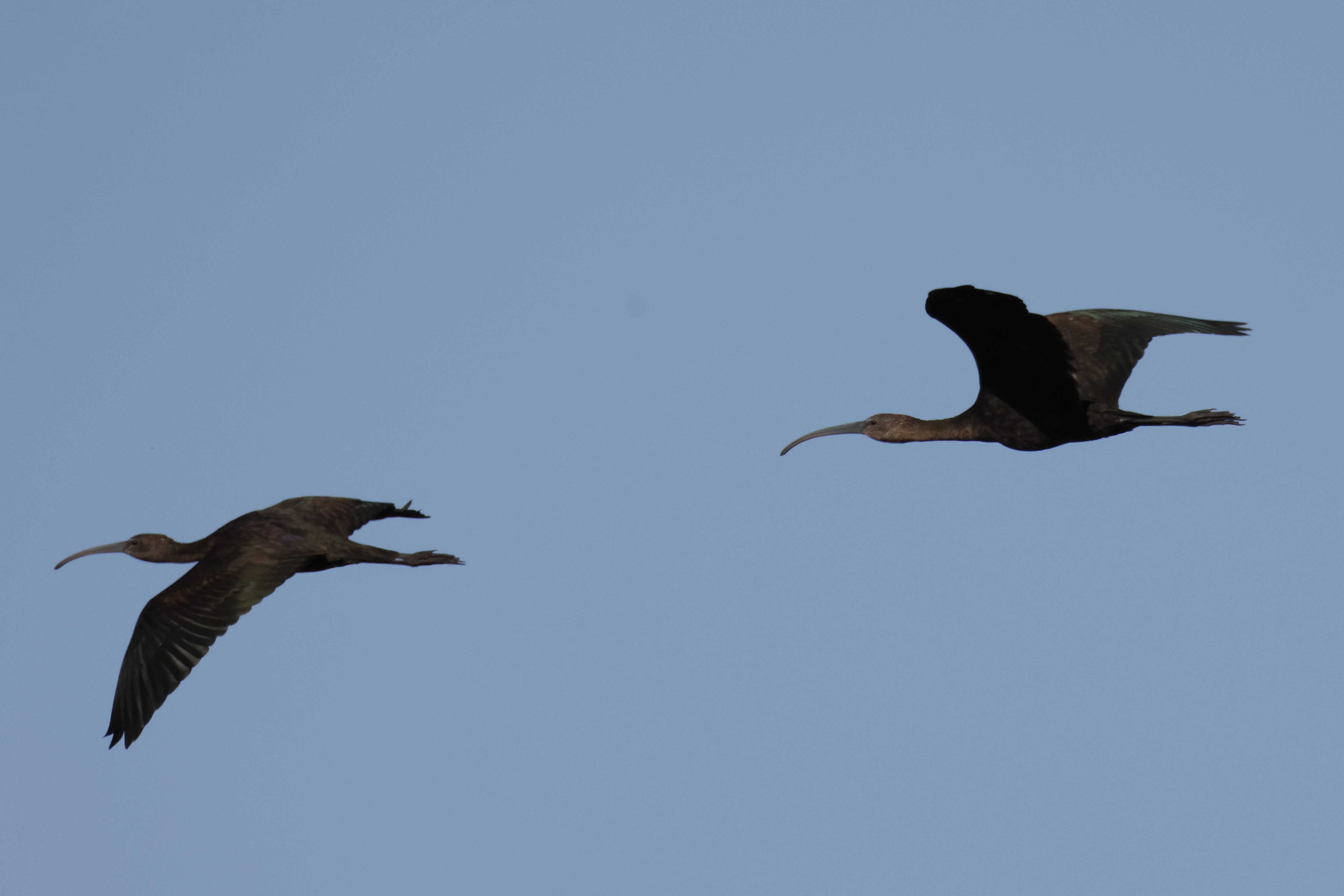 Glossy Ibis