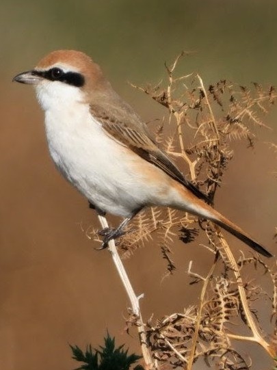 Turkestan Shrike