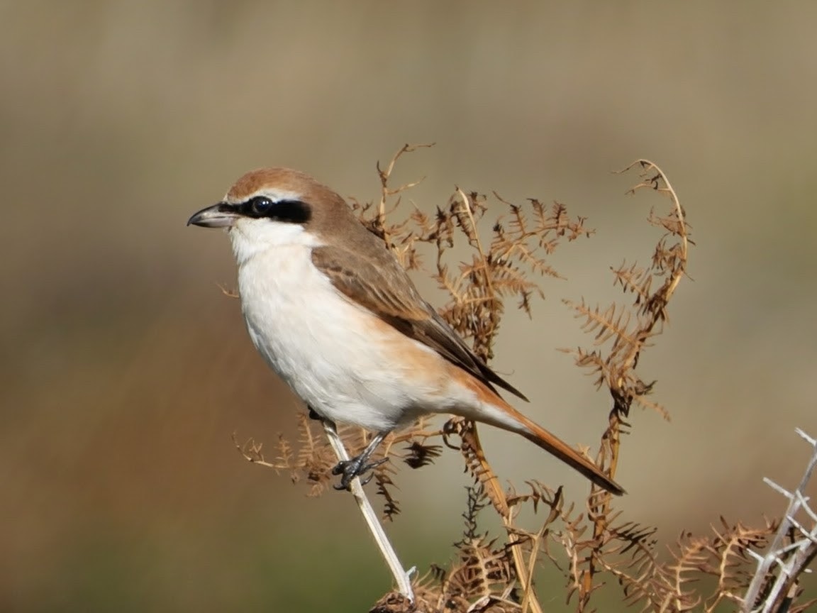 Turkestan Shrike