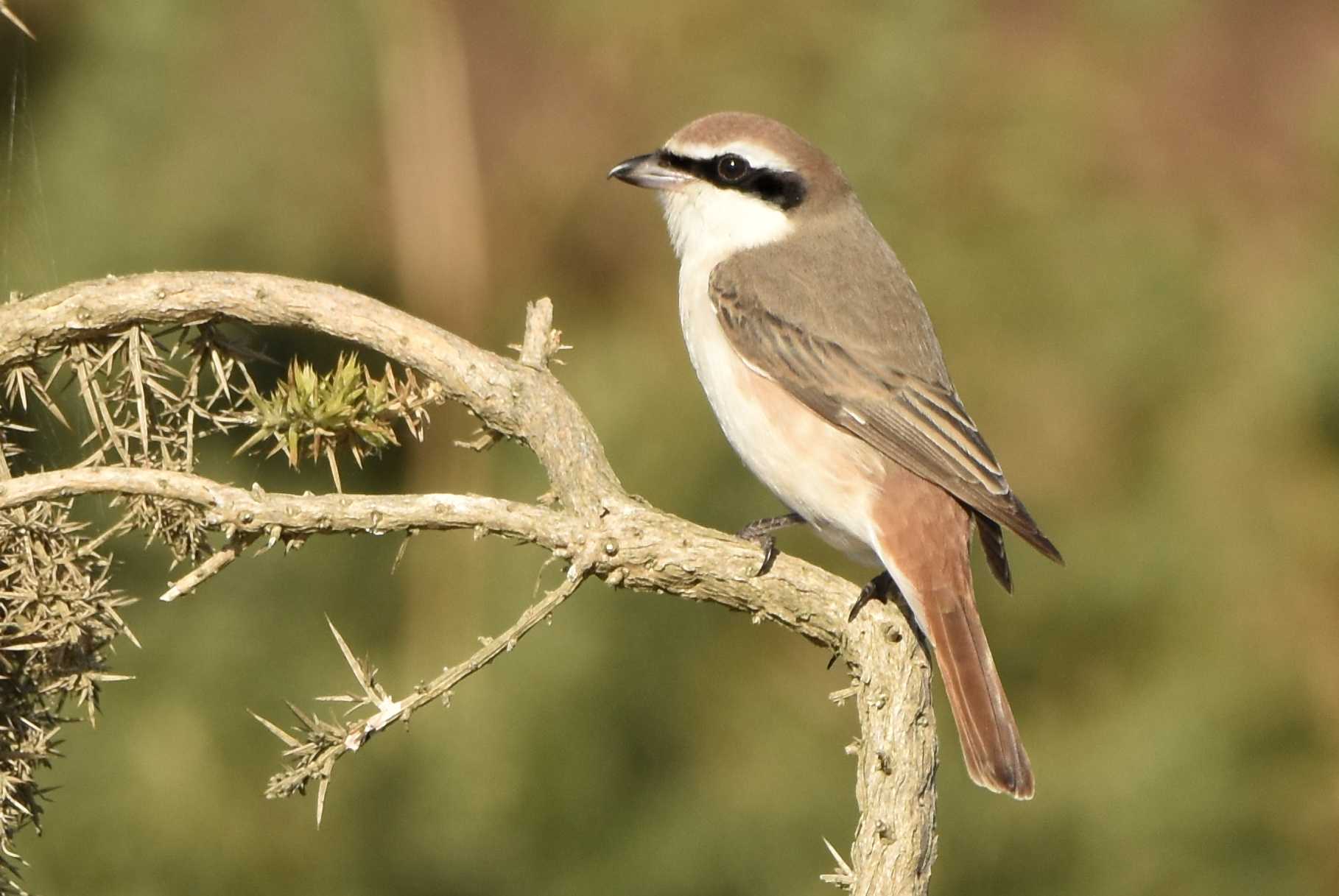 Turkestan Shrike