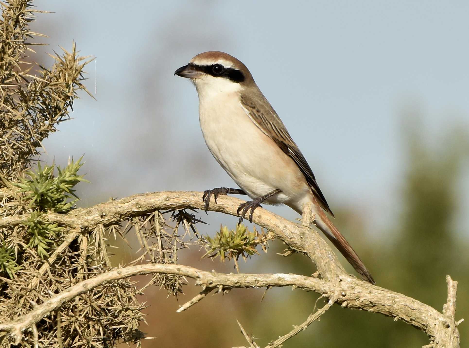 Turkestan Shrike