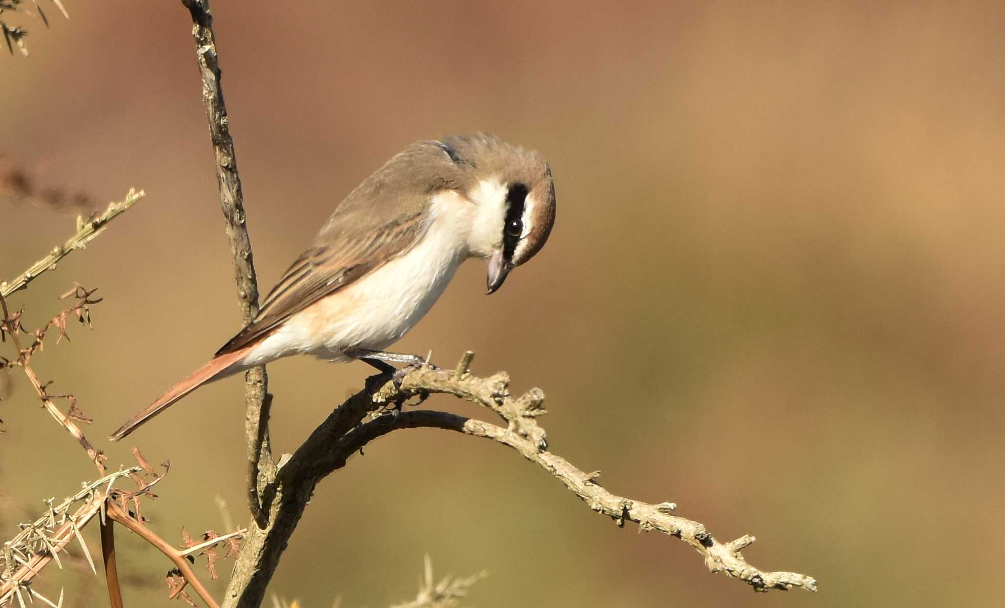 Turkestan Shrike
