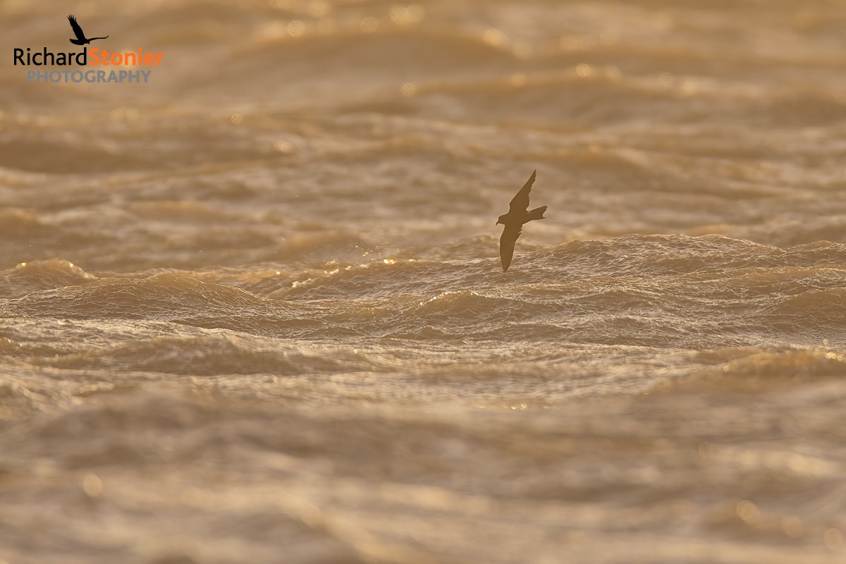 Leach's Petrel