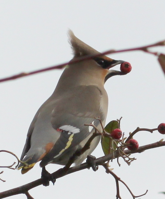 Waxwing