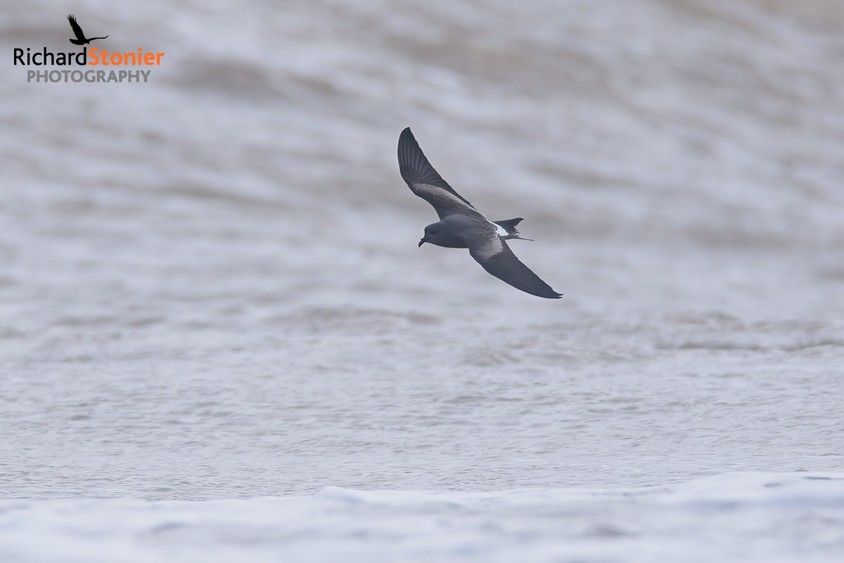 Leach's Petrel