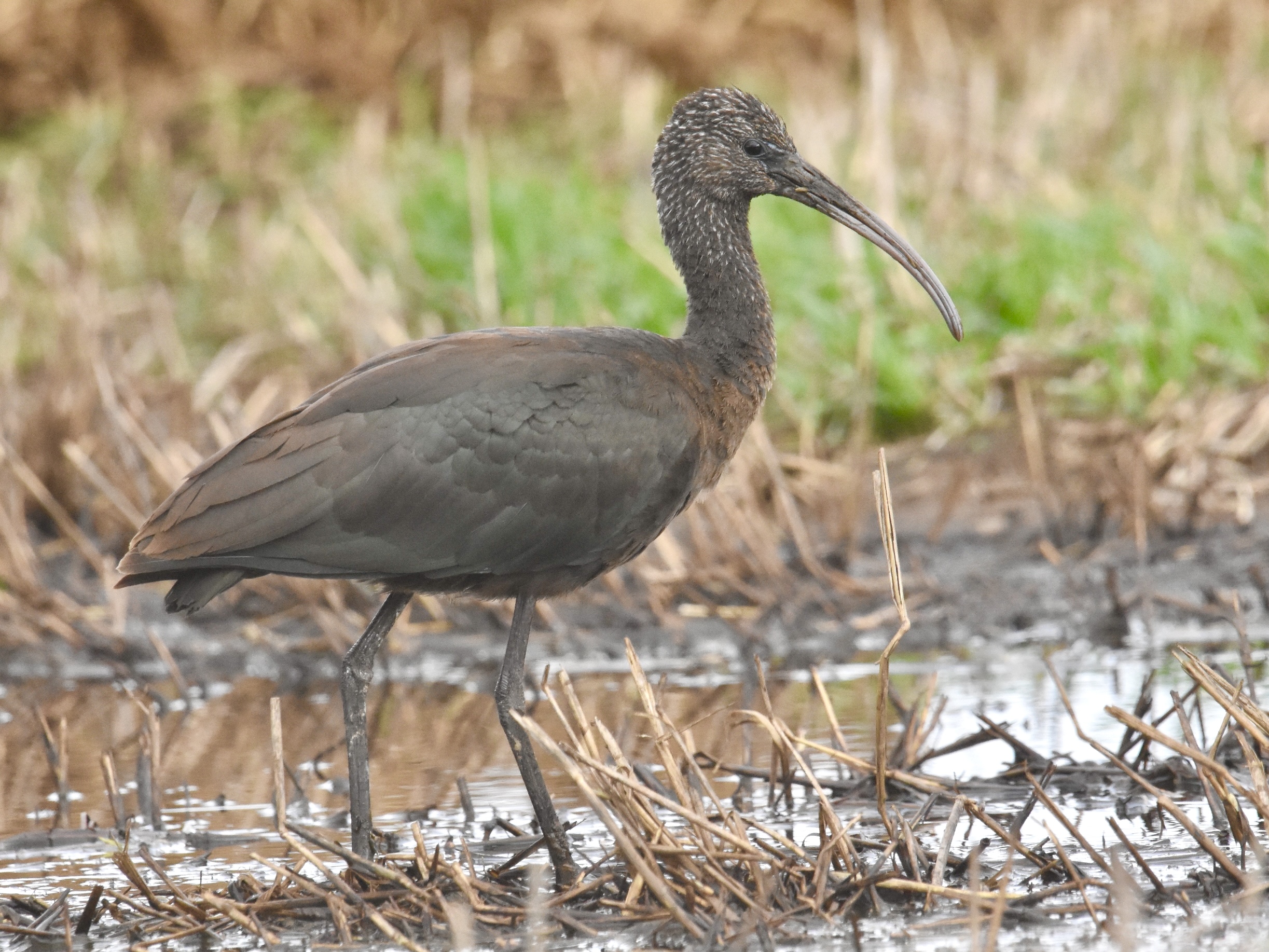 Glossy Ibis