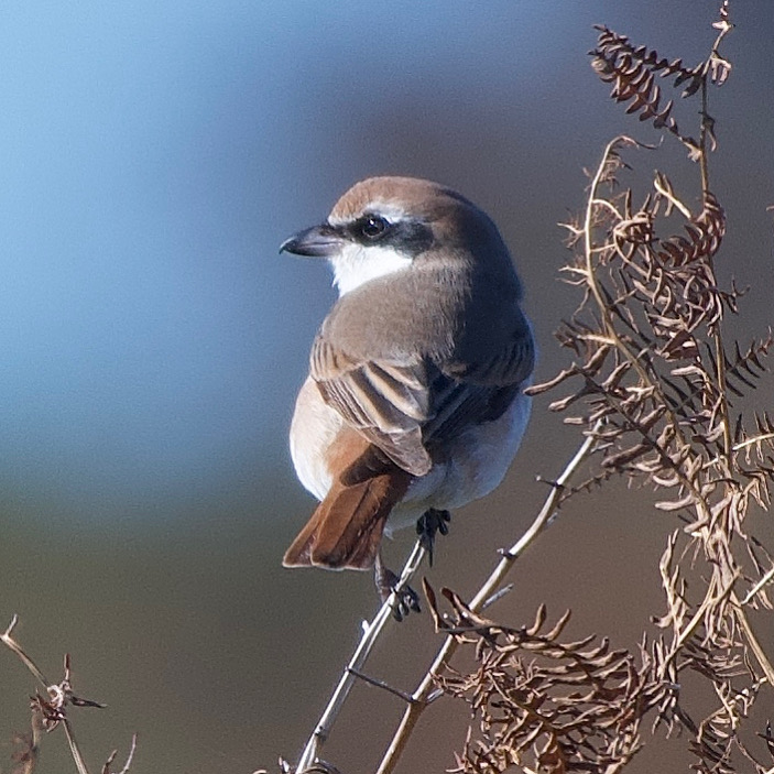 Turkestan Shrike
