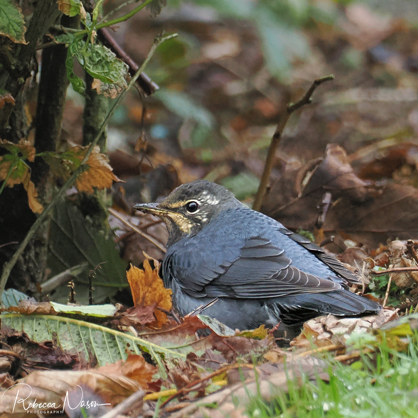 Siberian Thrush