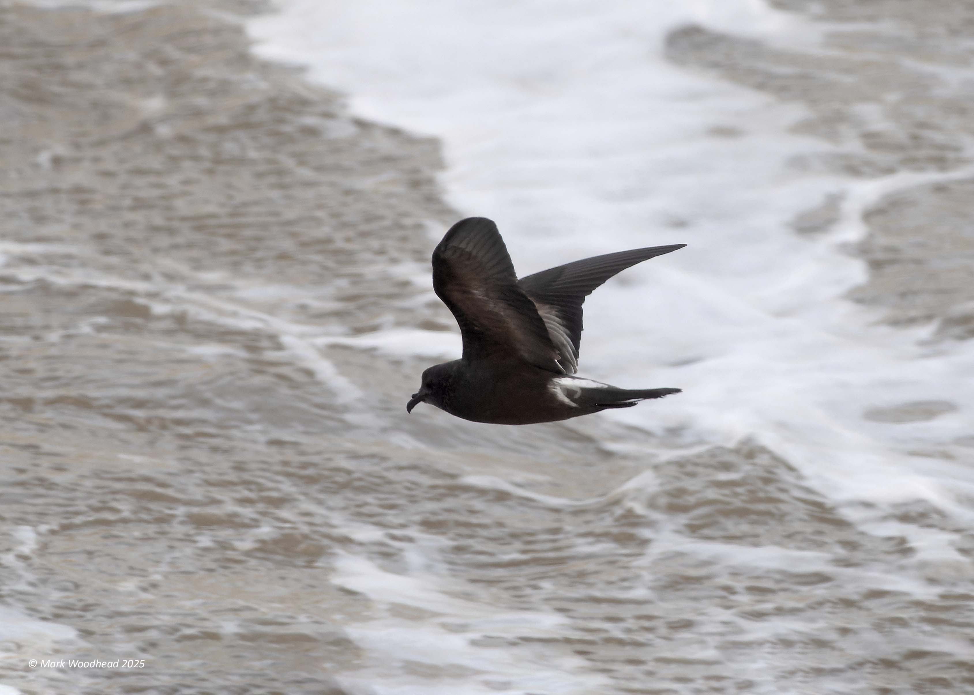 Leach's Petrel