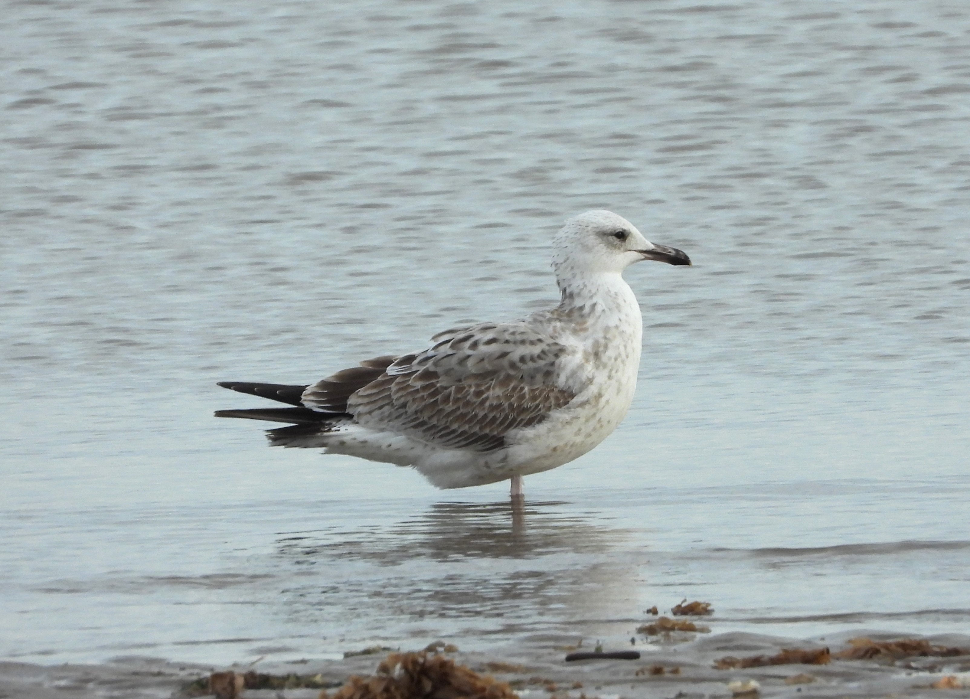 Caspian Gull